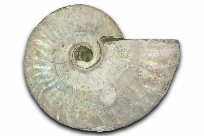 Silver Iridescent Ammonite (Cleoniceras) Fossil - Madagascar #346721